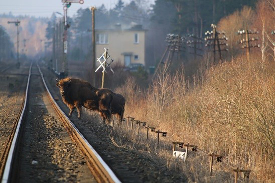 Zdjęcie przedstawia żubry stojące przy torach kolejowych